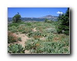 2006-07-22 Donner (08) Flowers and Castle Peak